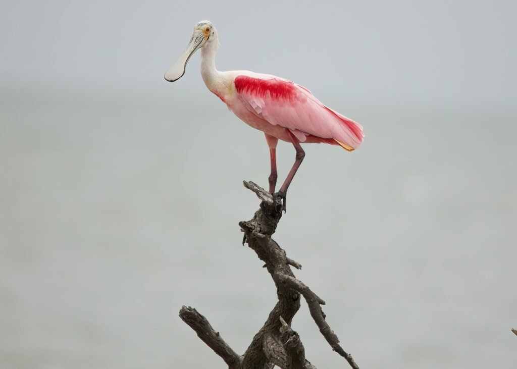 A roseate spoonbill perched on driftwood