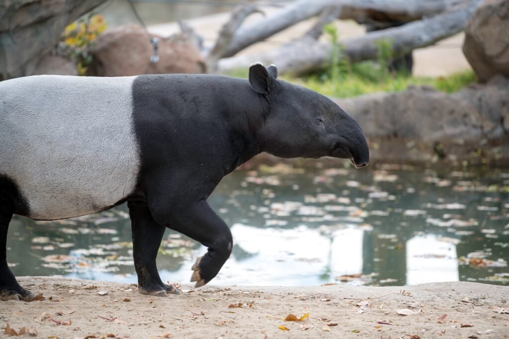 A tapirs walking next to water