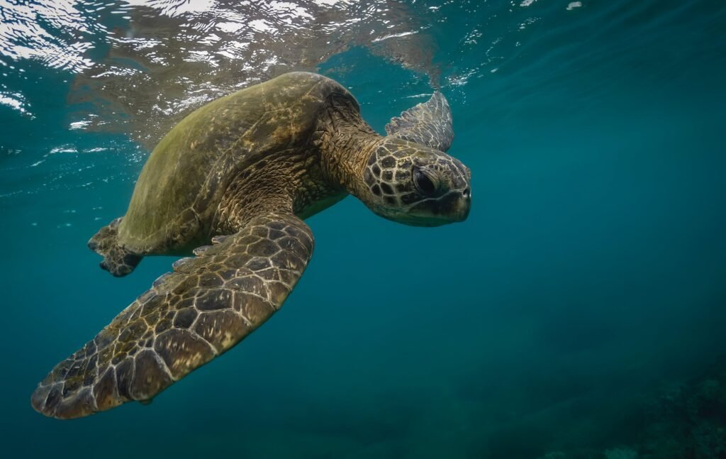 Green Sea Turtle swimming